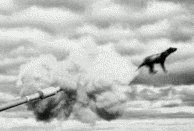 A black and white photograph of a thylacine being fired out of a tank cannon. There is a large cloud of smoke exiting the cannon behind the thylacine. The sky behind is cloudy.